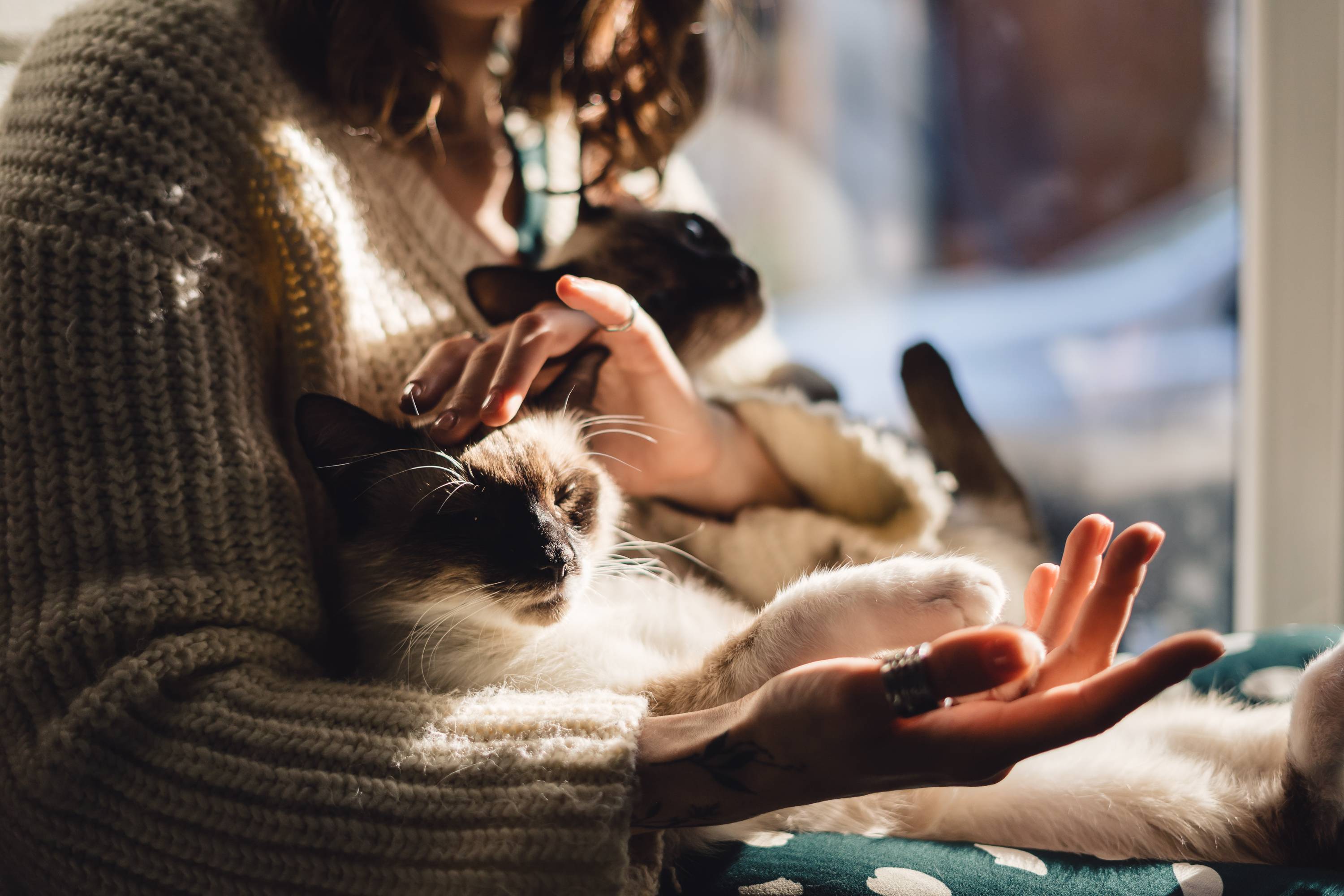 Портрет кота Кузи