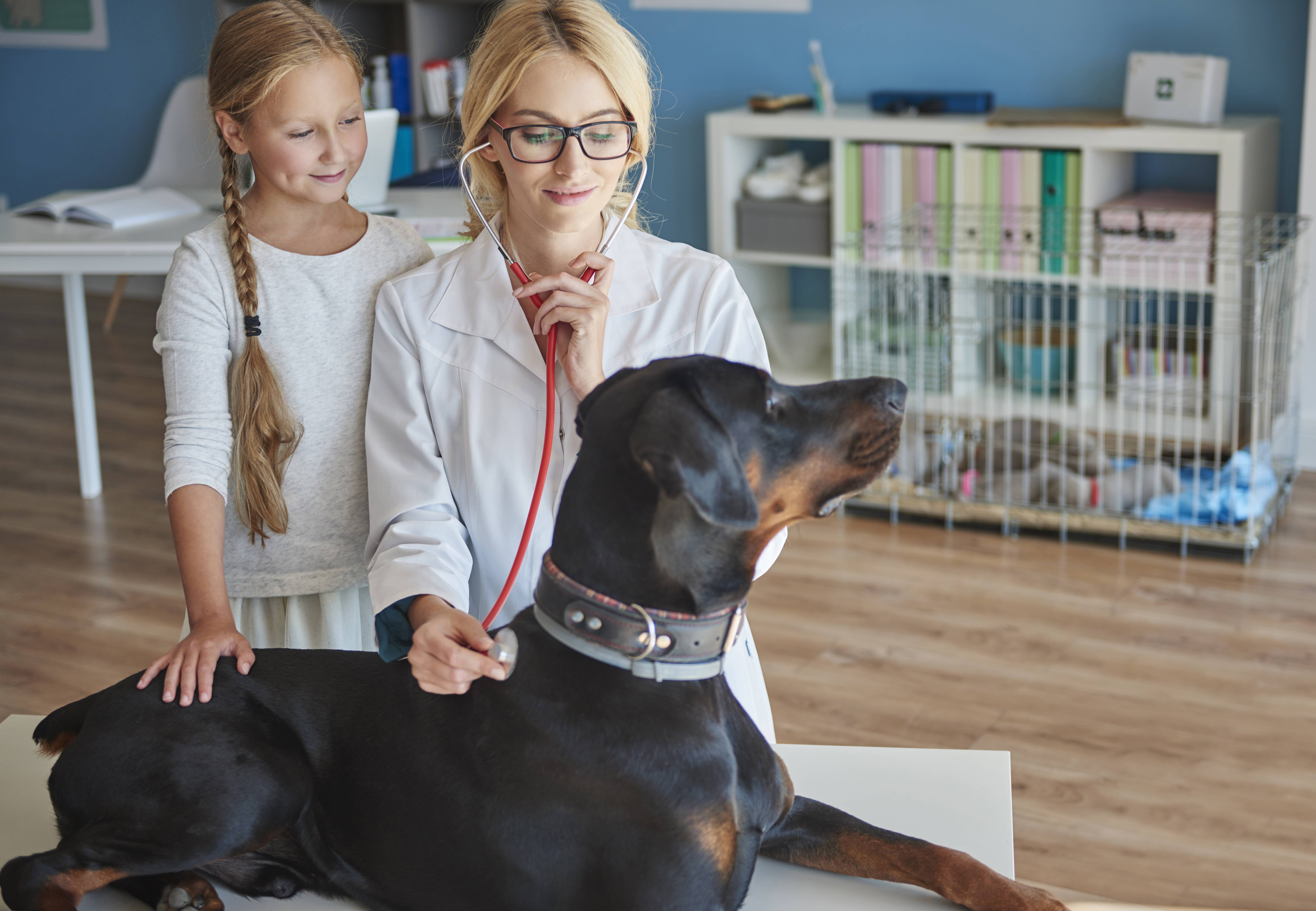 Питбуль Ванечка