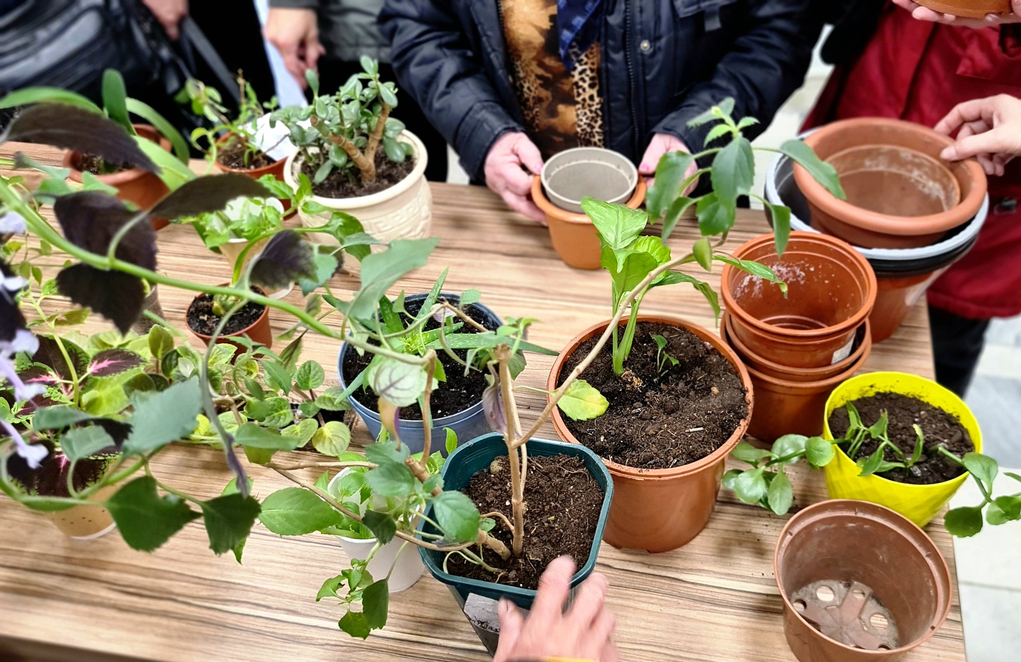 Акция по обмену растениями